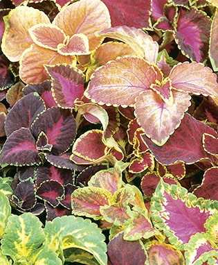 Coleus Sun
